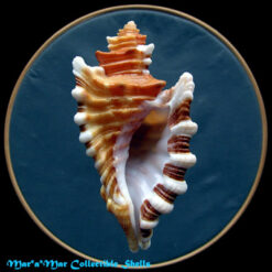 Cymatium femorale (Linnaeus, 1758)