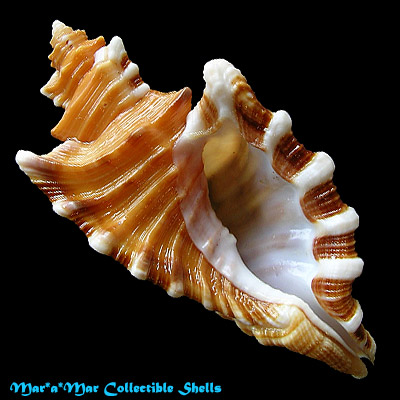 Cymatium femorale (Linnaeus, 1758)