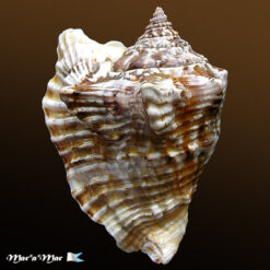 Strombus raninus Gmelin, 1791 - Imagem 2