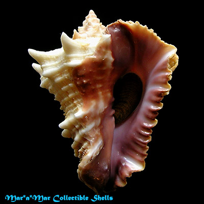 Vasum cassiforme (Kiener, 1841)