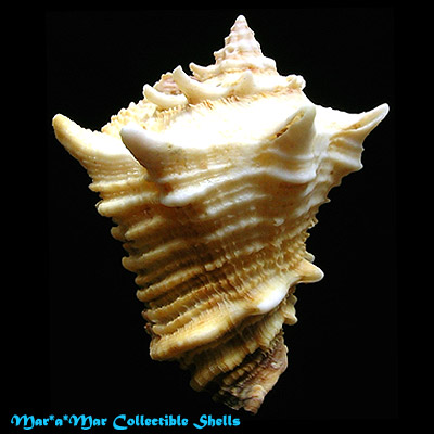 Vasum cassiforme (Kiener, 1841) - Imagem 2