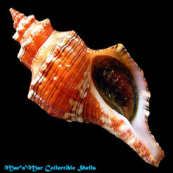 Pleuroploca aurantiaca (Lamarck, 1816)