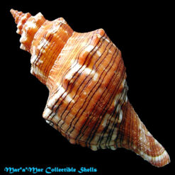 Pleuroploca aurantiaca (Lamarck, 1816) - Imagem 2