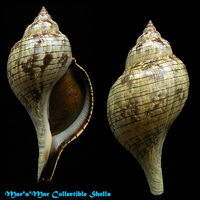 Fasciolaria tulipa hollisteri Weisbord, 1962