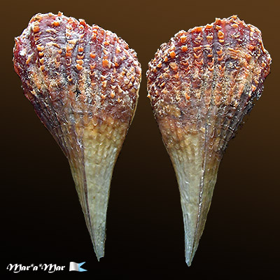 Pinna carnea Gmelin, 1791*