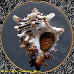 Hexaplex princeps (Broderip, 1833)