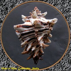 Alternative view of Hexaplex princeps (Broderip, 1833)