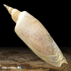 Alternative view of Zidona dufresnii (Donovam, 1823)