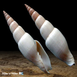 Mitra swainsonii Broderip, 1836