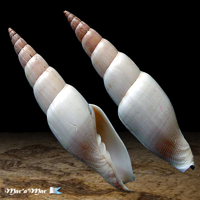 Mitra swainsonii Broderip, 1836