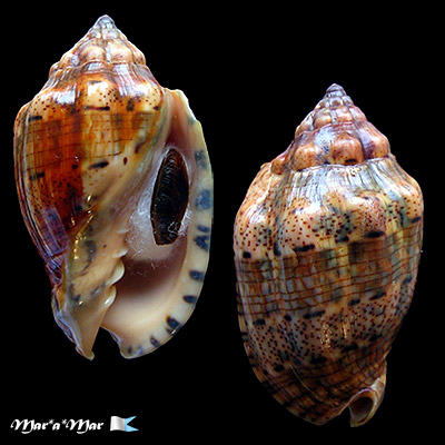 Voluta musica Linnaeus, 1758