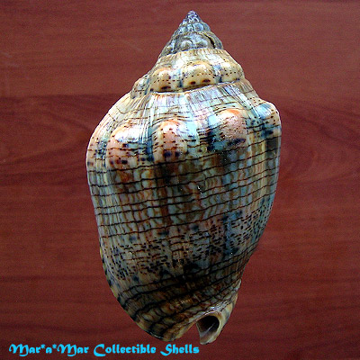 Voluta musica Linnaeus, 1758 - Imagem 2