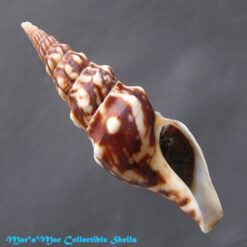 Tiariturris spectabilis Berry, 1958