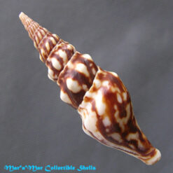 Alternative view of Tiariturris spectabilis Berry, 1958