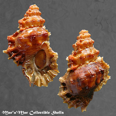 Bursa corrugata ponderosa (Reeve, 1844)