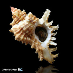 Chicoreus brevifrons (Lamarck, 1822)