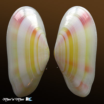 Tellina brasiliana Spengler, 1798