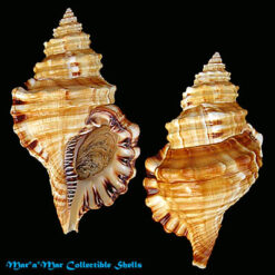 Monoplex parthenopeus (Salis Marschlins, 1793)