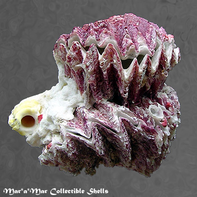 Hyotissa hyotis (L., 1758)