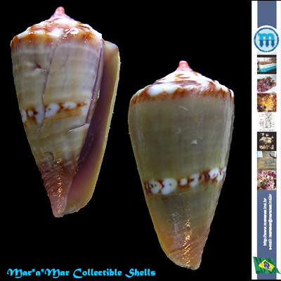 Conus pseudocardinalis Coltro, 2004