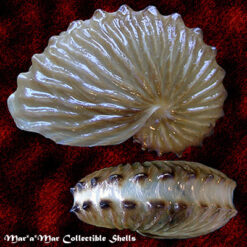 Argonauta boettgeri Von Maltzen, 1881