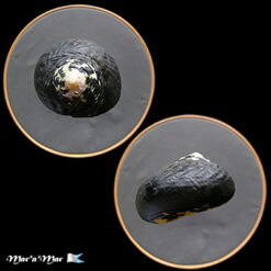 Alternative view of Cittarium pica (Linné, 1758)