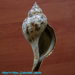 Fasciolaria tulipa hollisteri Weisbord, 1962