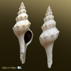 Fusinus panamensis Dall, 1908