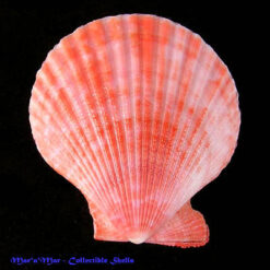 Mimachlamys senatoria (Gmelin,1791)