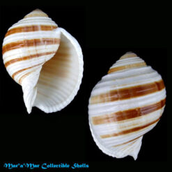 Tonna sulcosa (Born, I. von, 1778)