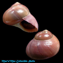 Margarella violacea (King & Broderip, 1831)