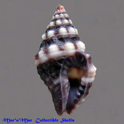 Engina turbinella (kiener, 1853)