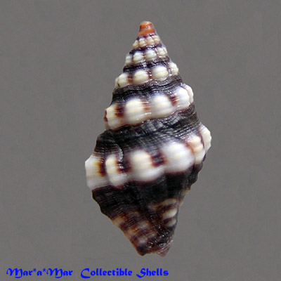 Engina turbinella (kiener, 1853) - Image 2