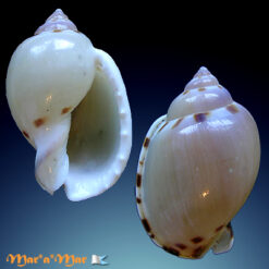 Casmaria ponderosa (Gmelin, 1791)