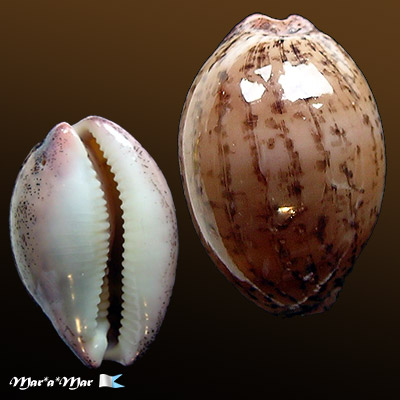 Cypraea (Luria) cinerea brasiliensis L. & H., 1993