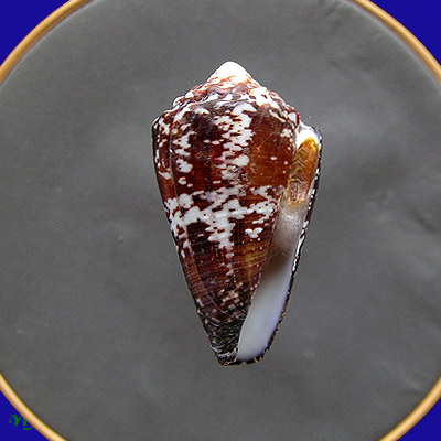 Conus regius Gmelin, 1791