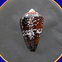 Conus regius Gmelin, 1791 - Imagem 2