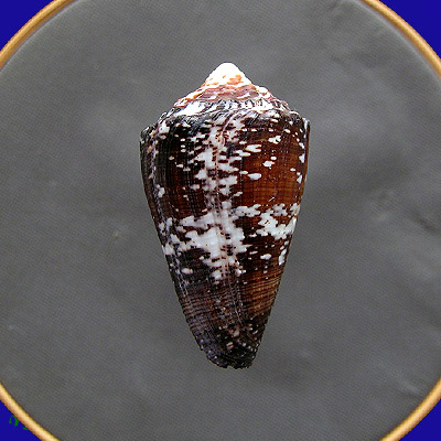 Conus regius Gmelin, 1791 - Imagem 2