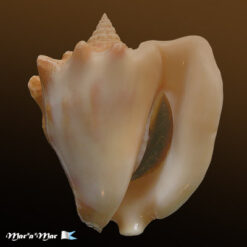Strombus costatus spectabilis Gmelin, 1791