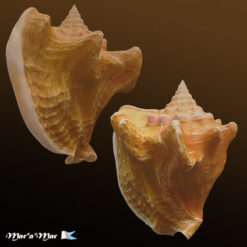 Strombus costatus spectabilis Gmelin, 1791 - Imagem 2