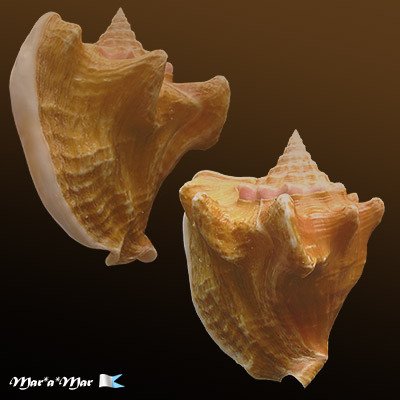 Strombus costatus spectabilis Gmelin, 1791 - Imagem 2