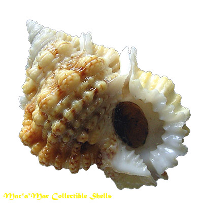 Bursa pacamoni Mathews & Coelho, 1971