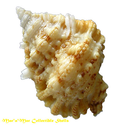 Bursa pacamoni Mathews & Coelho, 1971 - Image 2