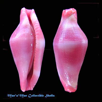 Crenavolva striatula Sowerby, 1828