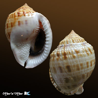 Semicassis granulatum Gmelin, 1791