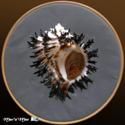 Muricanthus callidinus Gmelin,1791