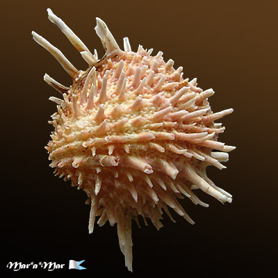 Arcinella brasiliana (Nicol, 1953)