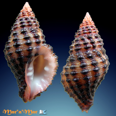 Muricopsis withrowi Vokes & Houart, 1986