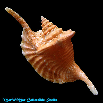 Strombus gallus Linnaeus, 1758 - Imagem 2