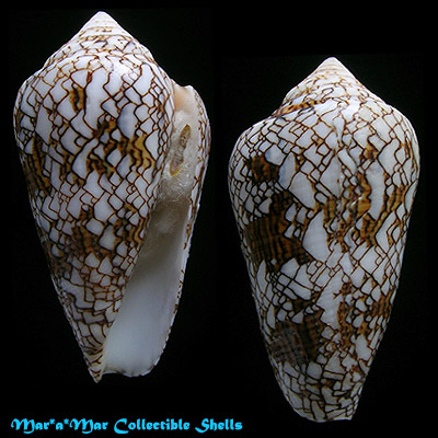 Conus textile neovicarius DaMotta, 1982